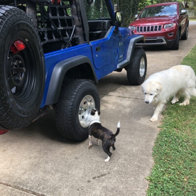 Critters excited for a ride in the Jeep